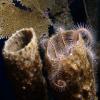 Brittle Star and Vase Sponge