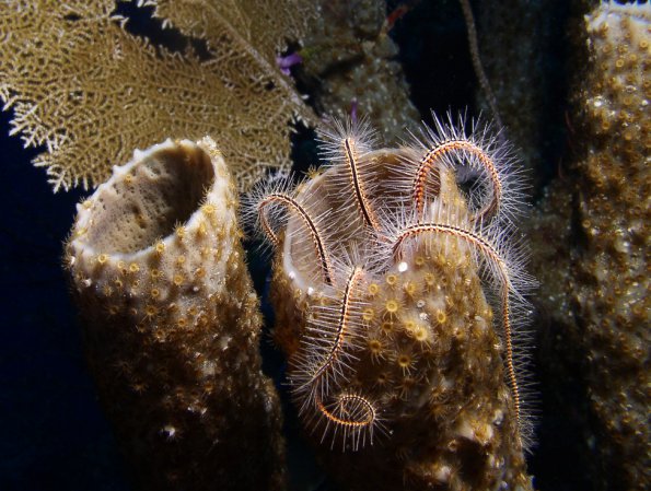 Brittle Star and Vase Sponge