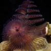 Christmas Tree Worm