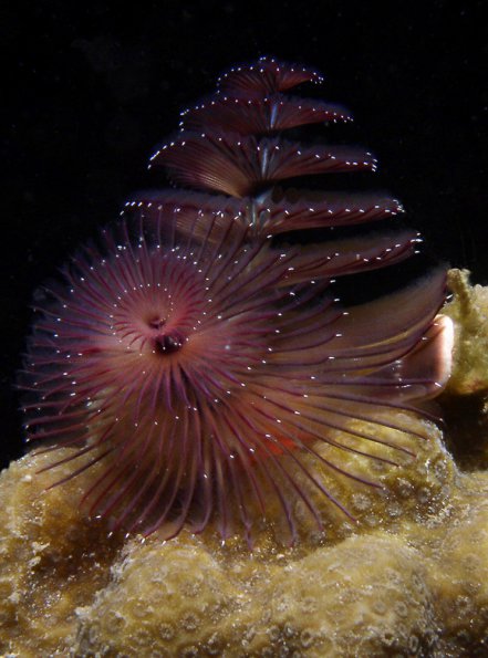 Christmas Tree Worm