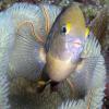 Damselfish In Vase Sponge