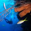 Diver on Newman's Wall