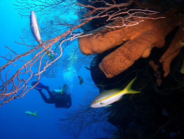 Diver on Newman's Wall