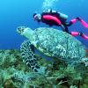 Hawksbill Turtle with Barbara Blanton