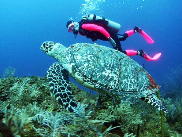 Hawksbill Turtle with Barbara Blanton