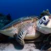 Hawksbill Turtle