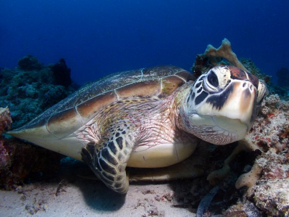 Hawksbill Turtle