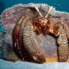 Hermit Crab