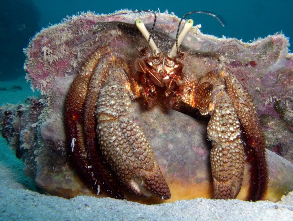 Hermit Crab