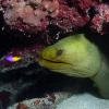 Moray Eel and Fairy Basslets
