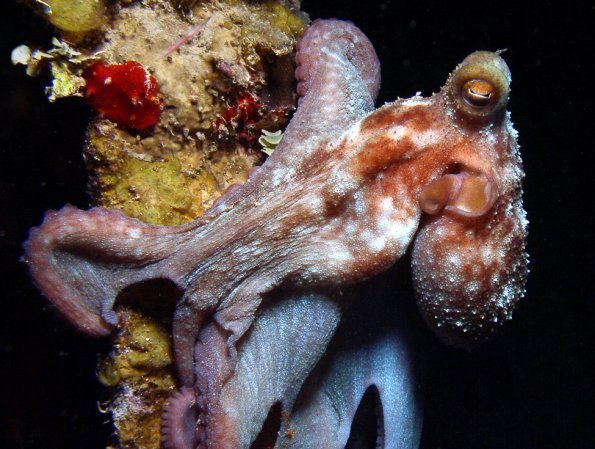 Octopus at night
