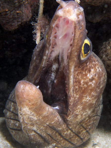 Purple Mouth Moray Eel