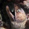 Purplemouth Moray Eel with Pederson Cleaning Shrimp