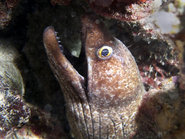 Purplemouth Moray Eel with Pederson Cleaning Shrimp