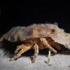 Slipper lobster at night