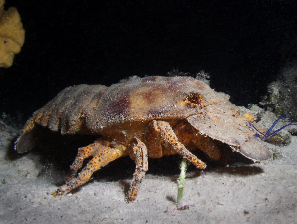 Slipper lobster at night