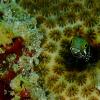 Blenny
