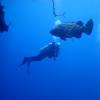 Goliath Grouper and Jim Jamison