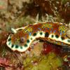 Purple Spotted Sea Goddess