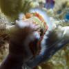 Bearded Fireworm