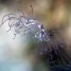 Jelly fish