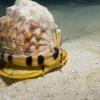 King Helmet conch