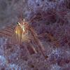Peppermint shrimp