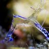 Peterson shrimp 2