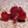 Red frogfish 2