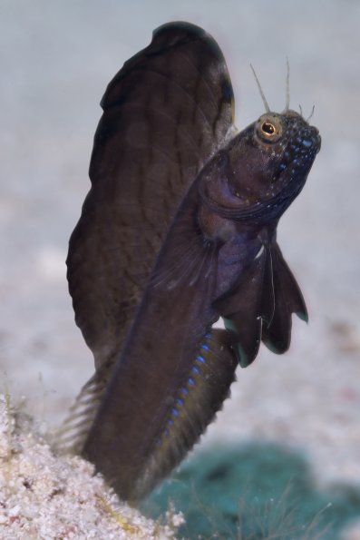 Sailfin Blenny