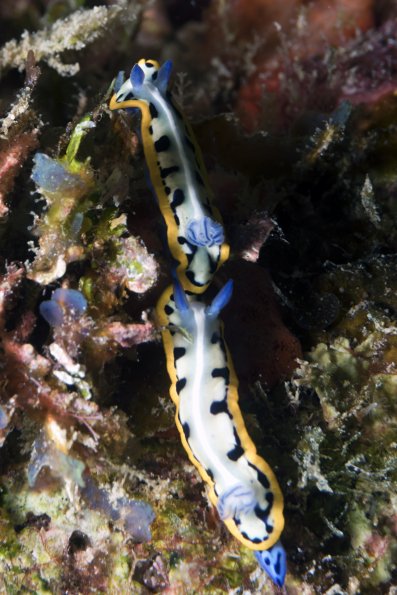 Seagoddess