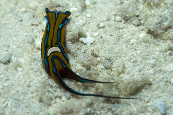 Shieldhead slug