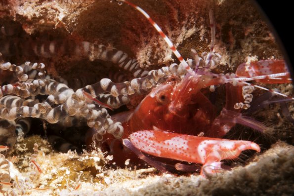 Snapping shrimp 2