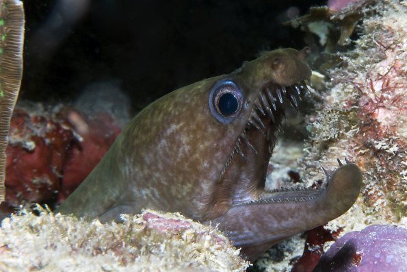 Viper eel