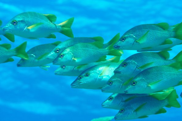 snappers