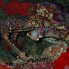 Channel Clinging Crab