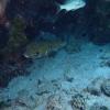 Porcupine Fish