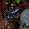 Spotted Eel